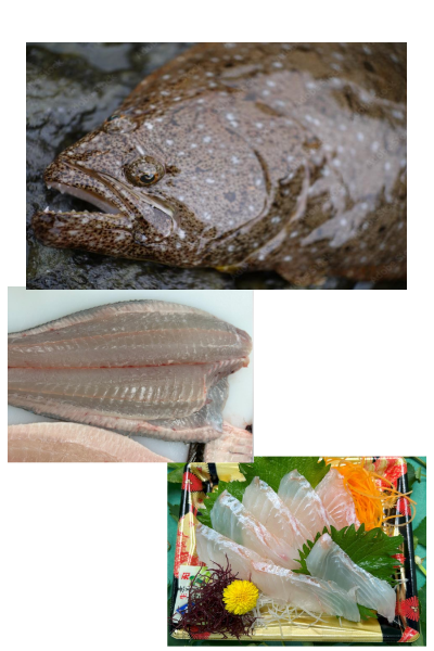 青森県魚　天然ヒラメ