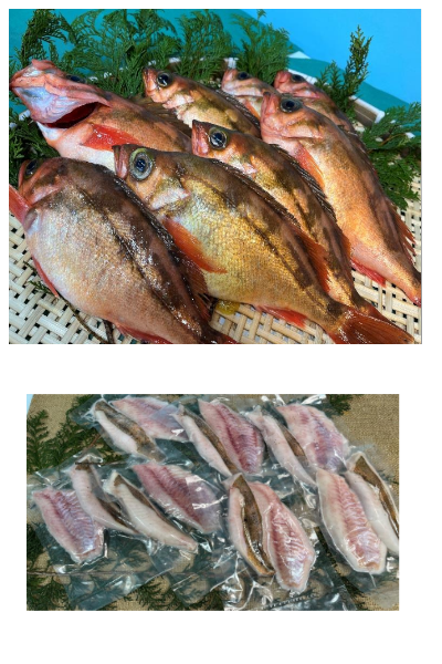 青森県　津軽海峡産　海峡メバル