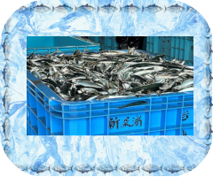 鮮度の高い様々な魚を取り扱っています。
